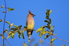 Bombycilla cedrorum