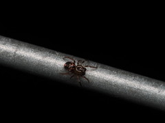 Phycosoma oecobioides