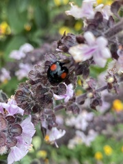 Harmonia axyridis