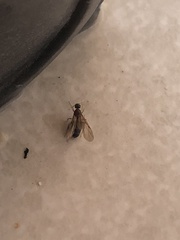 Lasius