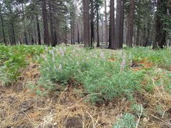 Lupinus hyacinthinus