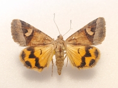 Drasteria perplexa