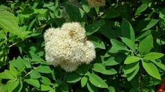 Spiraea virginiana