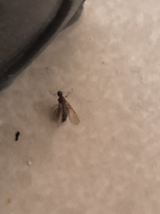 Lasius