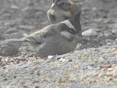 Lophospingus pusillus