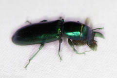 Temnoscheila virescens