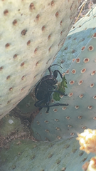 Moneilema semipunctatum