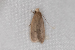 Inga obscuromaculella