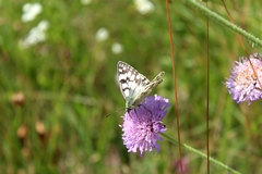 Melanargia russiae