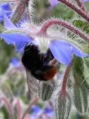 Bombus lapidarius