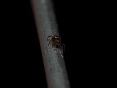 Phycosoma oecobioides