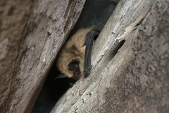Myotis ciliolabrum