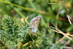 Polyommatus eros