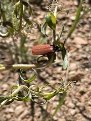 Macrolygistopterus rubripennis