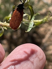 Macrolygistopterus rubripennis