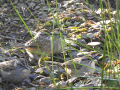 Rhynchospiza strigiceps