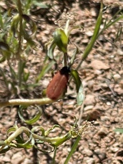 Macrolygistopterus rubripennis