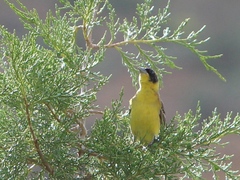 Emberiza melanocephala