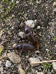 Hemicrepidius nemnonius