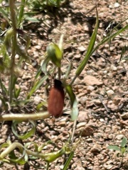 Macrolygistopterus rubripennis