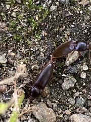 Hemicrepidius nemnonius