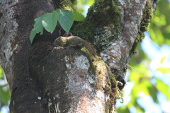 Funisciurus carruthersi