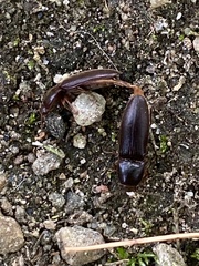 Hemicrepidius nemnonius