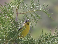 Emberiza melanocephala