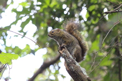 Funisciurus carruthersi