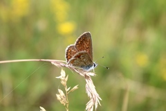 Aricia artaxerxes allous