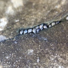 Melarhaphe neritoides