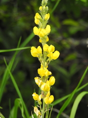 Sophoreae