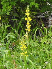 Sophoreae