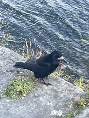 Corvus frugilegus