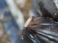 Metopininae