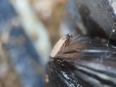 Metopininae