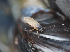 Metopininae