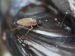 Metopininae