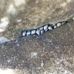 Melarhaphe neritoides