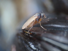 Metopininae