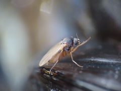 Metopininae