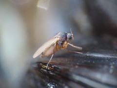 Metopininae