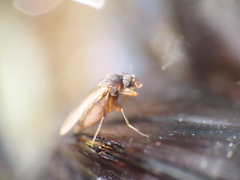 Metopininae