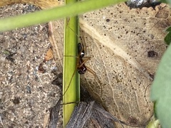 Microlinyphia mandibulata