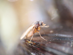 Metopininae