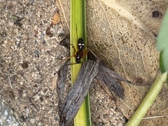 Microlinyphia mandibulata