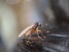 Metopininae