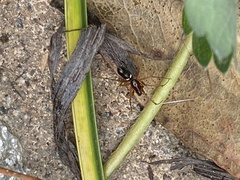 Microlinyphia mandibulata