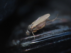 Metopininae
