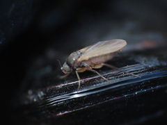 Metopininae